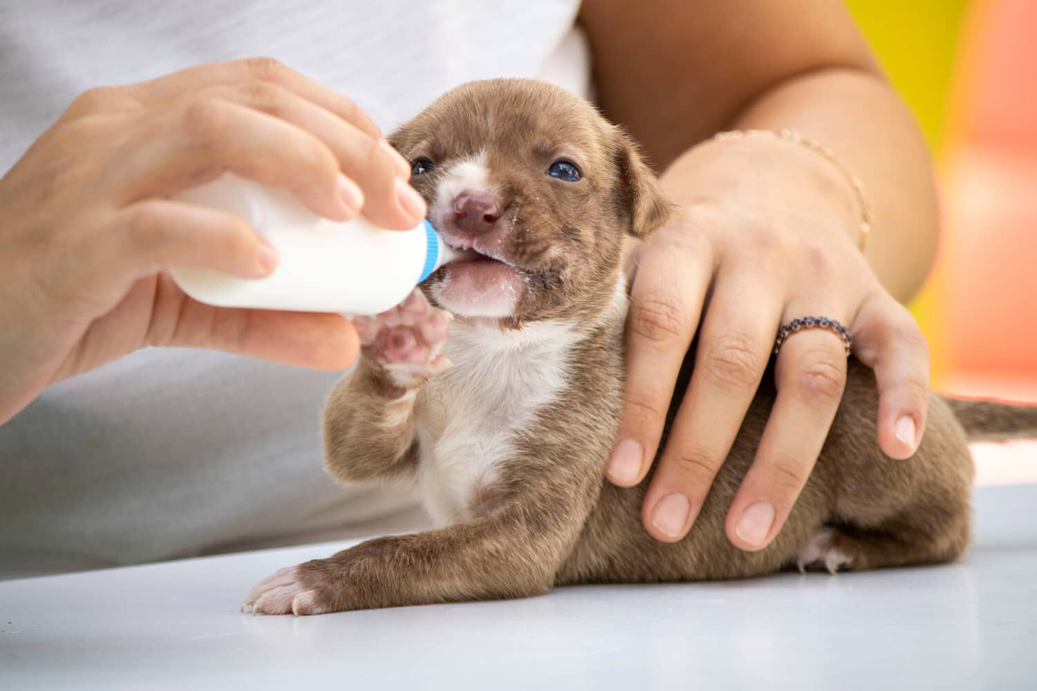 QUANDO INIZIARE A SVEZZARE I CUCCIOLI DI CANE