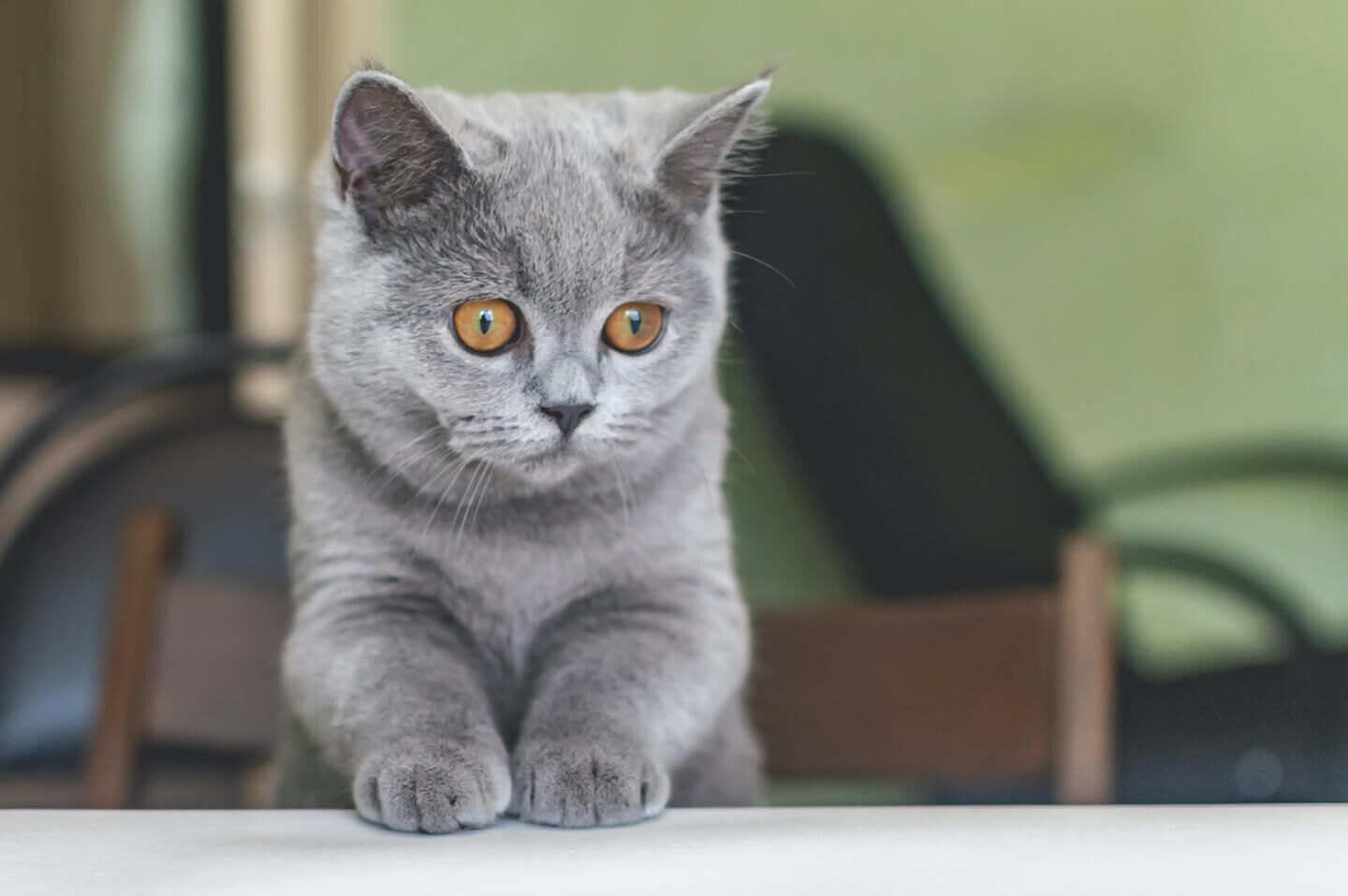 L&rsquo;alimentazione dei gattini