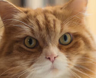 Image Link For Tutto sulla sterilizzazione del gatto maschio: guida completa