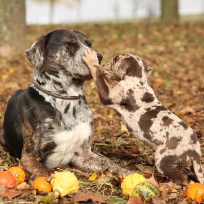 Vaccinazione del cane