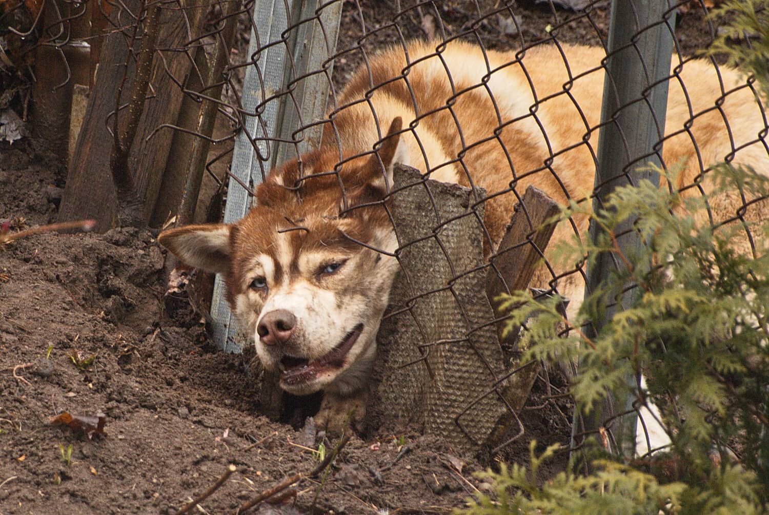 Cane che scappa? Ecco i motivi e come farlo smettere