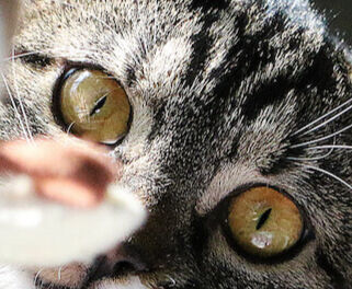 Image Link For Come costruire giochi per gattini fai da te