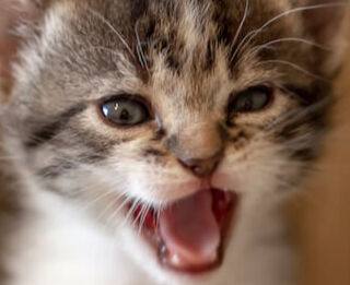 Image Link For Il miagolio dei gatti: cosa vogliono dire 