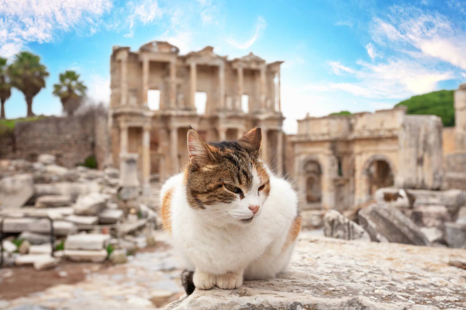 GATTO "RANDAGIO": COME VIVE?