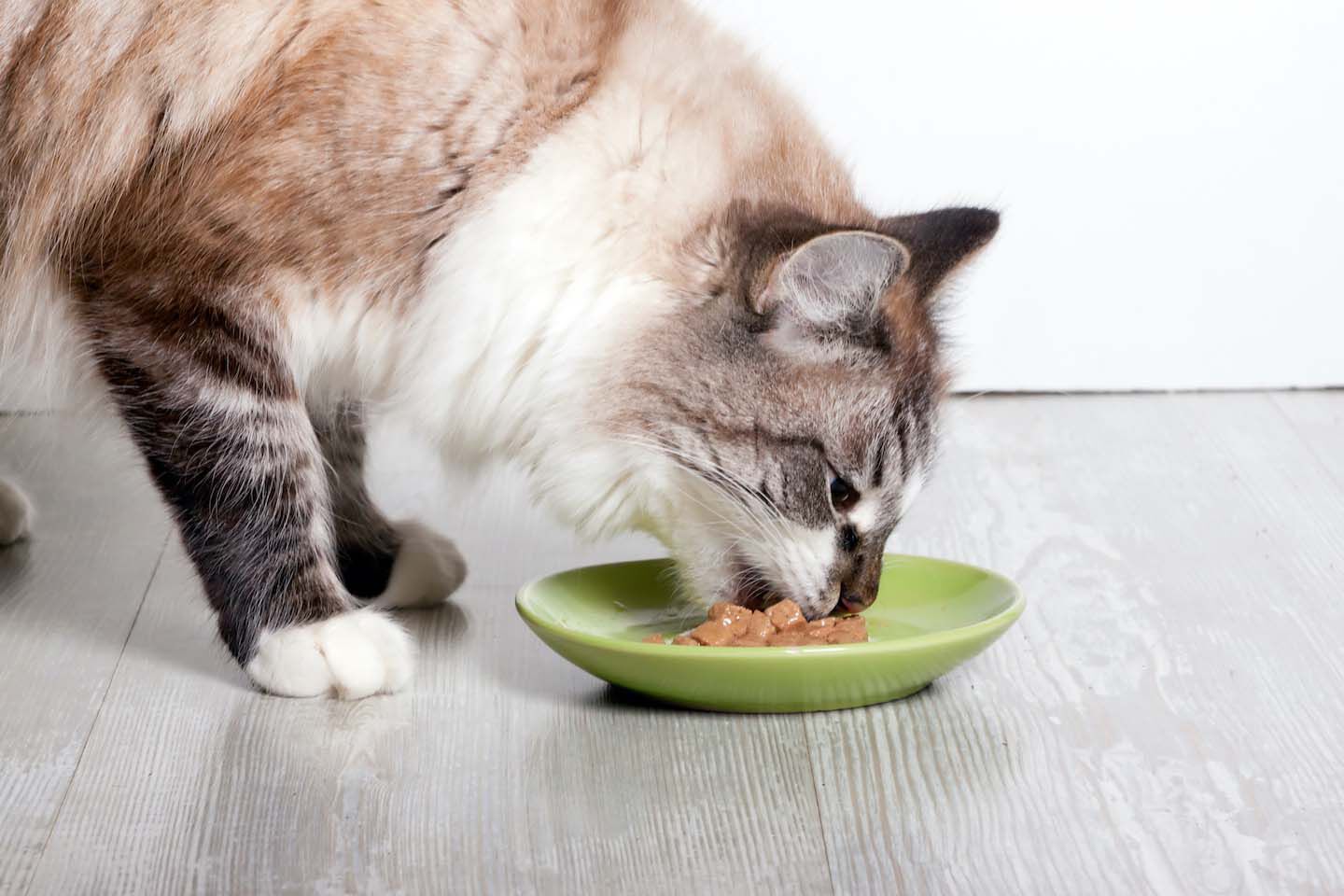 &iquest;Sabes cu&aacute;ntas veces al d&iacute;a debe comer un gato?