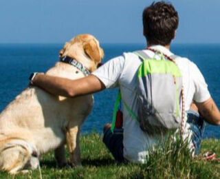Image Link For Travelling with your dog