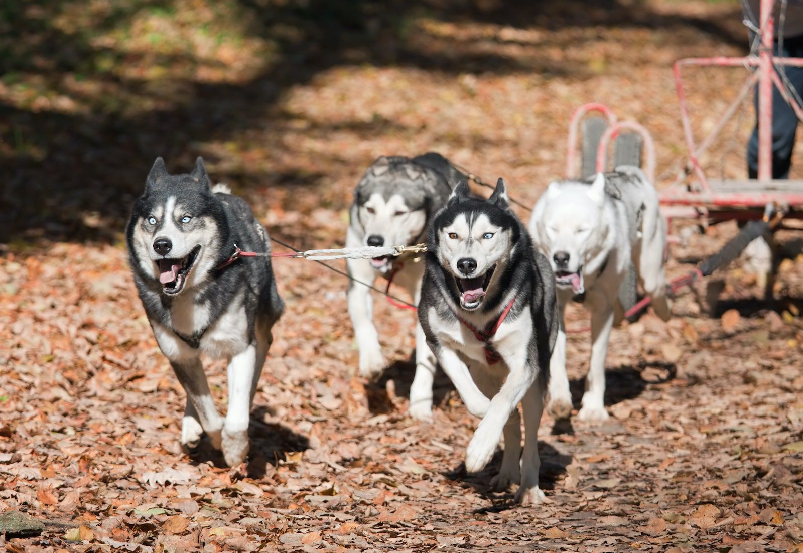 Bikejoring: salir en bicicleta con tu perro 