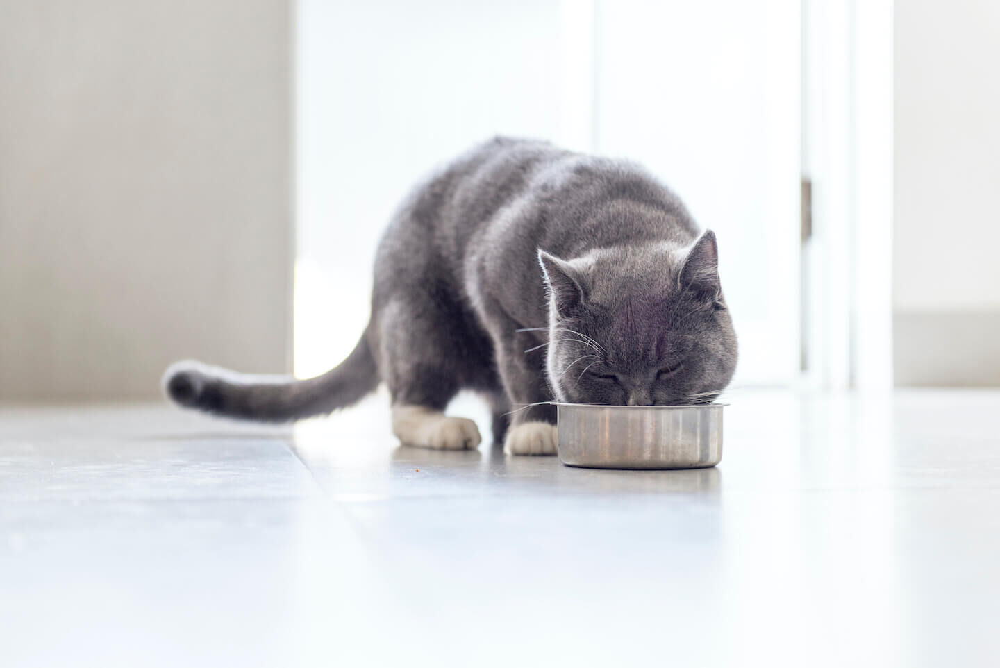 Beneficios de la pulpa de remolacha y la achicoria en la alimentaci&oacute;n de gatos