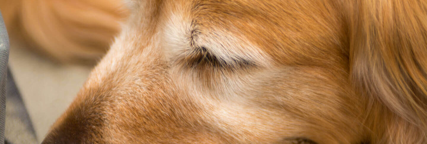 Crocchette per cani anziani: il cibo migliore per la loro salute