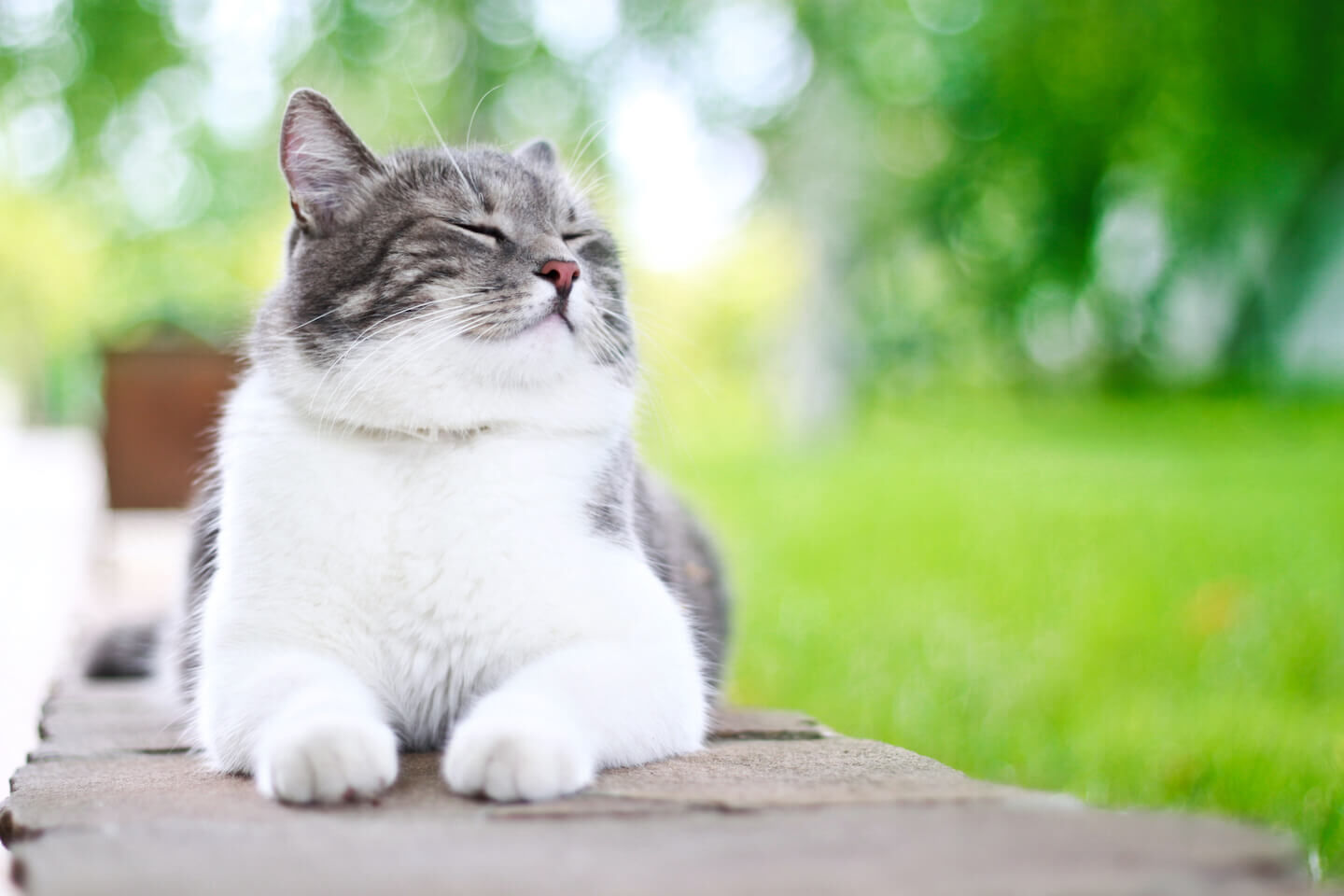 Consigli per far ambientare il gatto in giardino