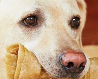 Image Link For Pulizia dei denti del cane: ecco come farla bene e i suoi benefici