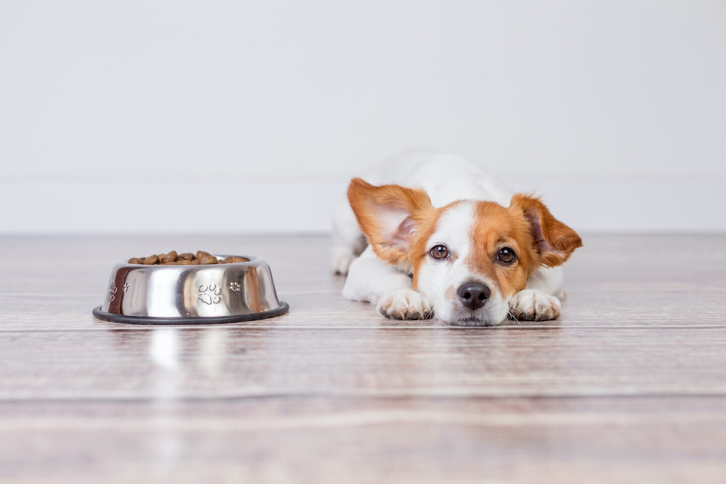 Importanza degli omega 3 ed omega 6 per la cute del cane