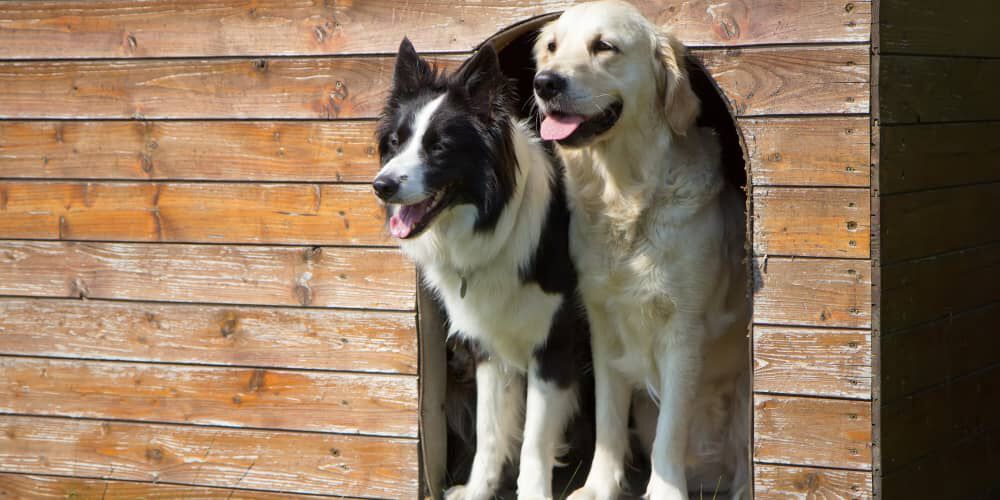 Un cucciolo di cane pu&ograve; dormire fuori?