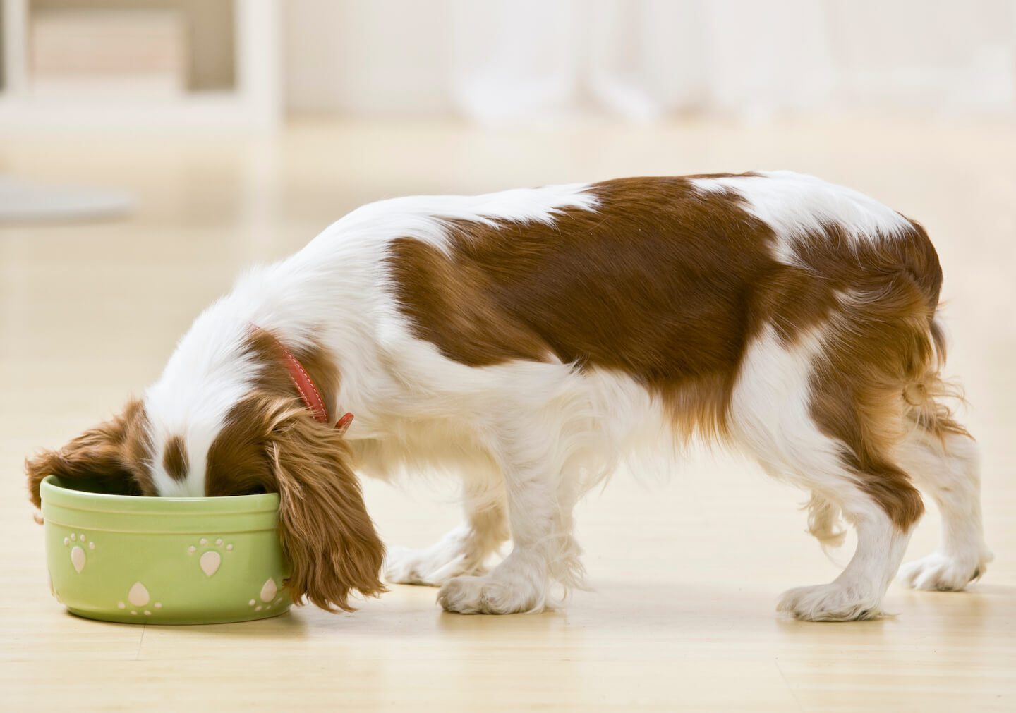 &iquest;Qu&eacute; son los trastornos gastrointestinales en el perro?