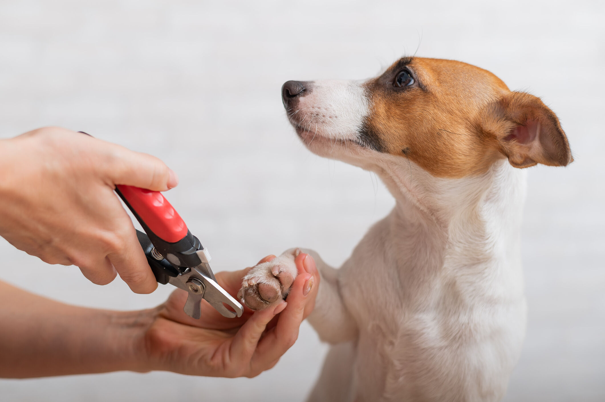 Image Link For C&Oacute;MO, CUANDO Y POR QU&Eacute; CORTAR LAS U&Ntilde;AS A UN PERRO