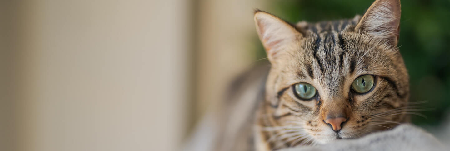 Come vedono i gatti? 