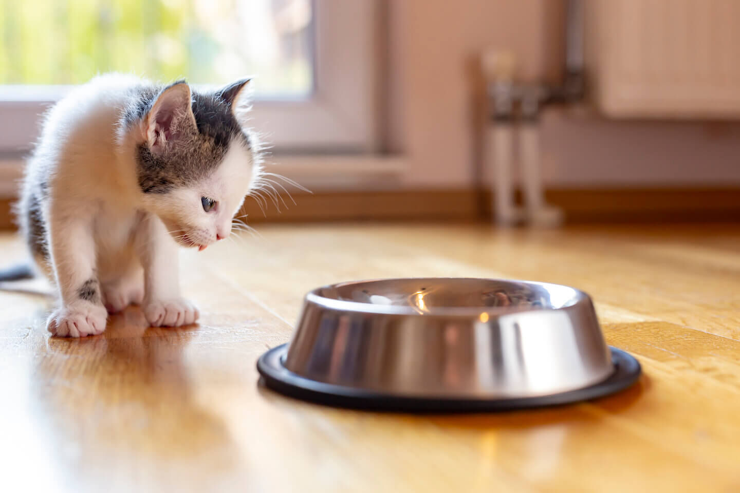 Quanto deve mangiare un gattino di un mese?
