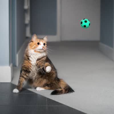 Il gatto da riporto
