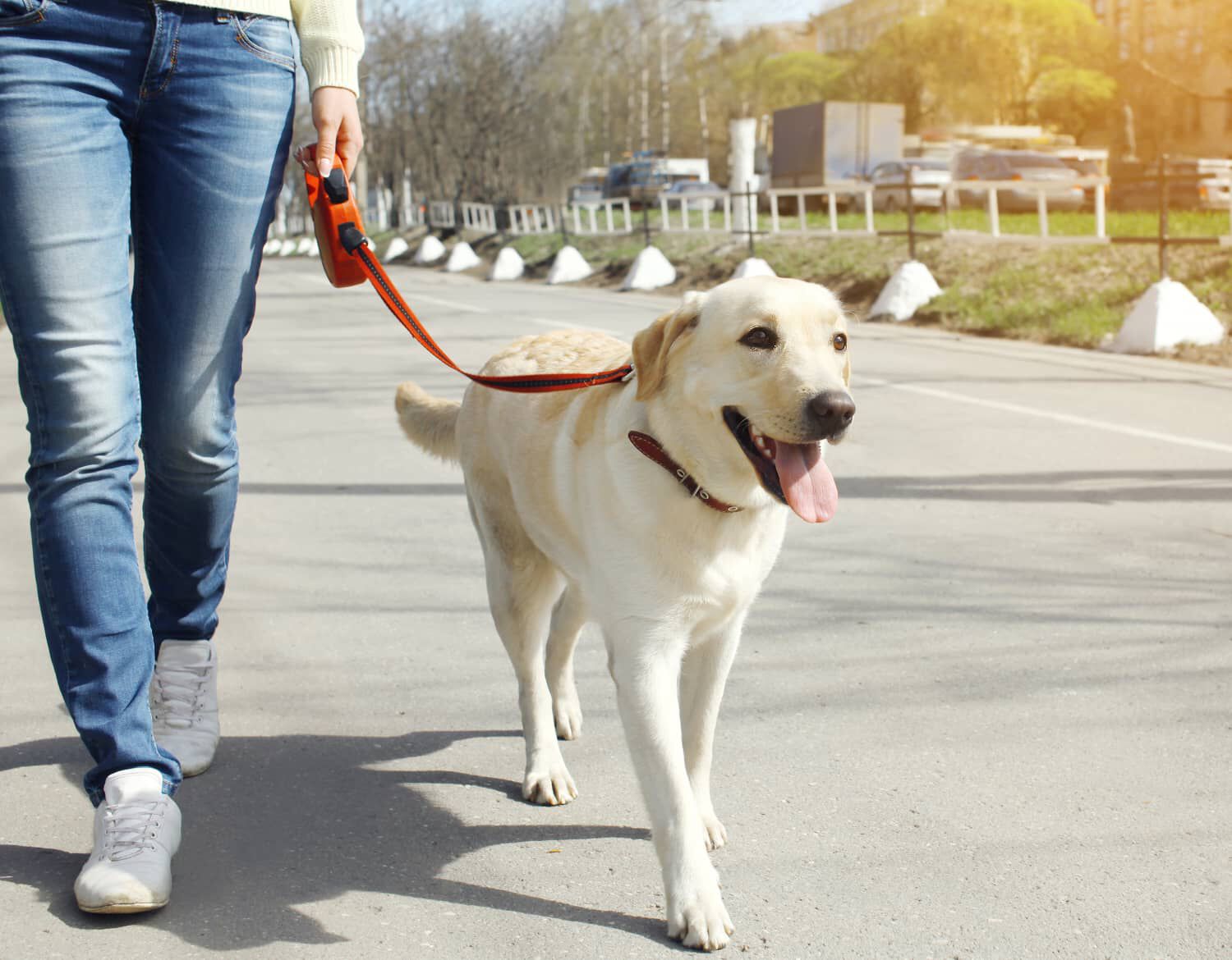 Quante volte portare fuori il cane?