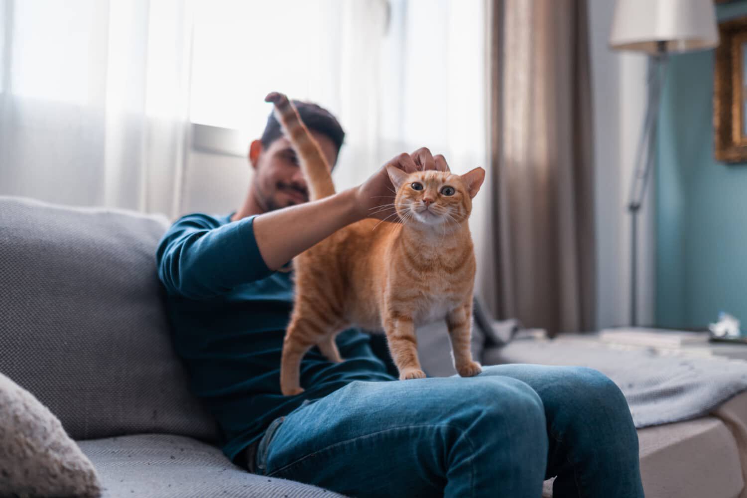 COME FARE AMICIZIA CON UN GATTO