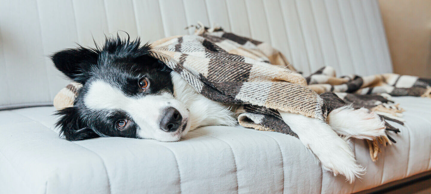 Anche i cani soffrono il freddo?