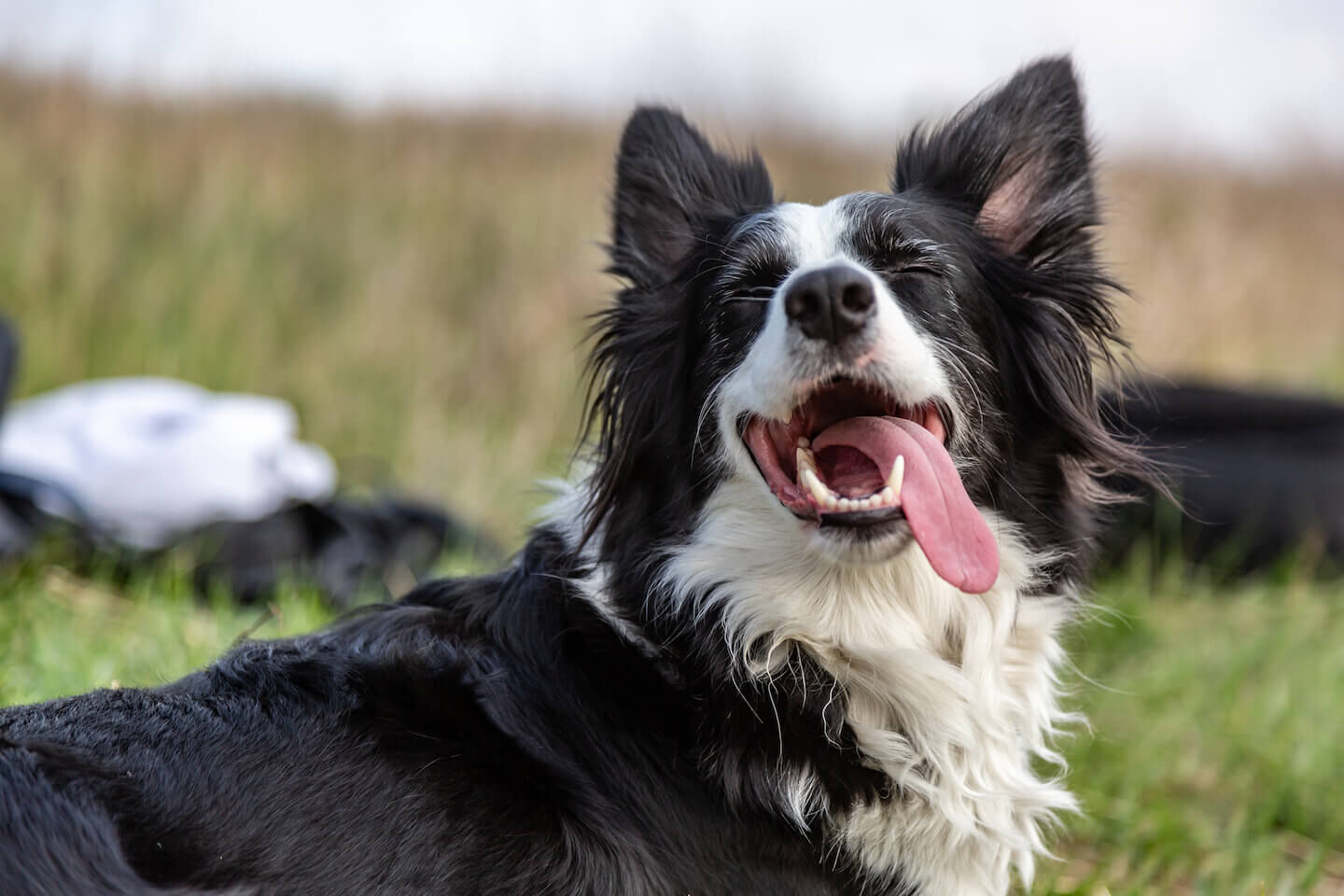 Lingua fuori e respiro affannoso nel cane