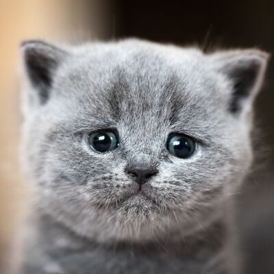 Image Link For IL GATTINO APPENA ARRIVATO PIANGE? I MOTIVI E COME FARLO SMETTERE