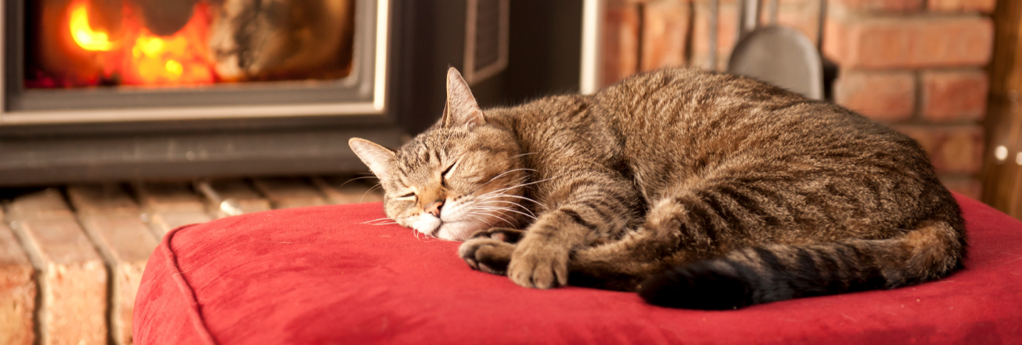 Consigli per i gatti in inverno