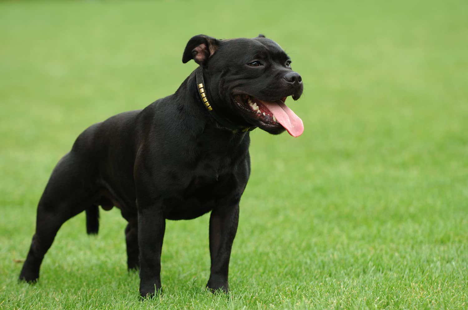 Lingua del cane fuori: cosa significa?