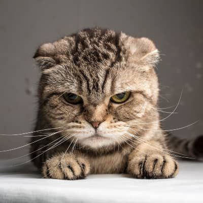 Image Link For PERCH&Eacute; IL GATTO SI ARRABBIA?