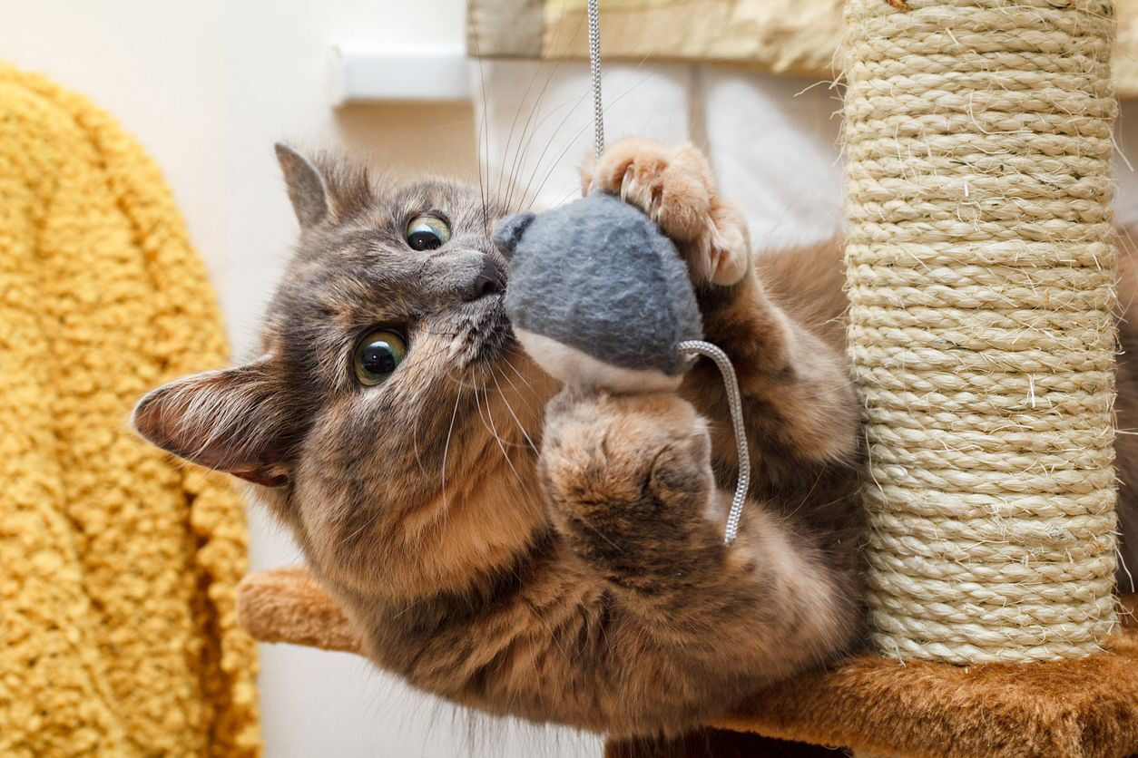 The best games for your cat