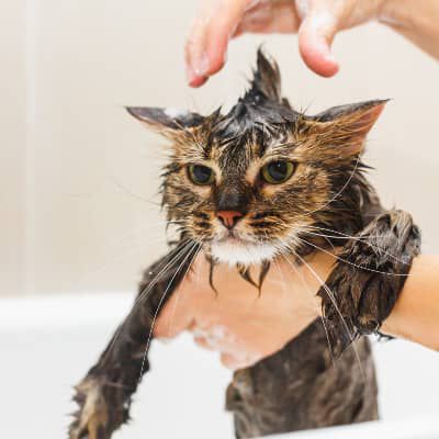 Image Link For LA GUIDA DEFINITIVA PER LAVARE IL VOSTRO AMICO FELINO