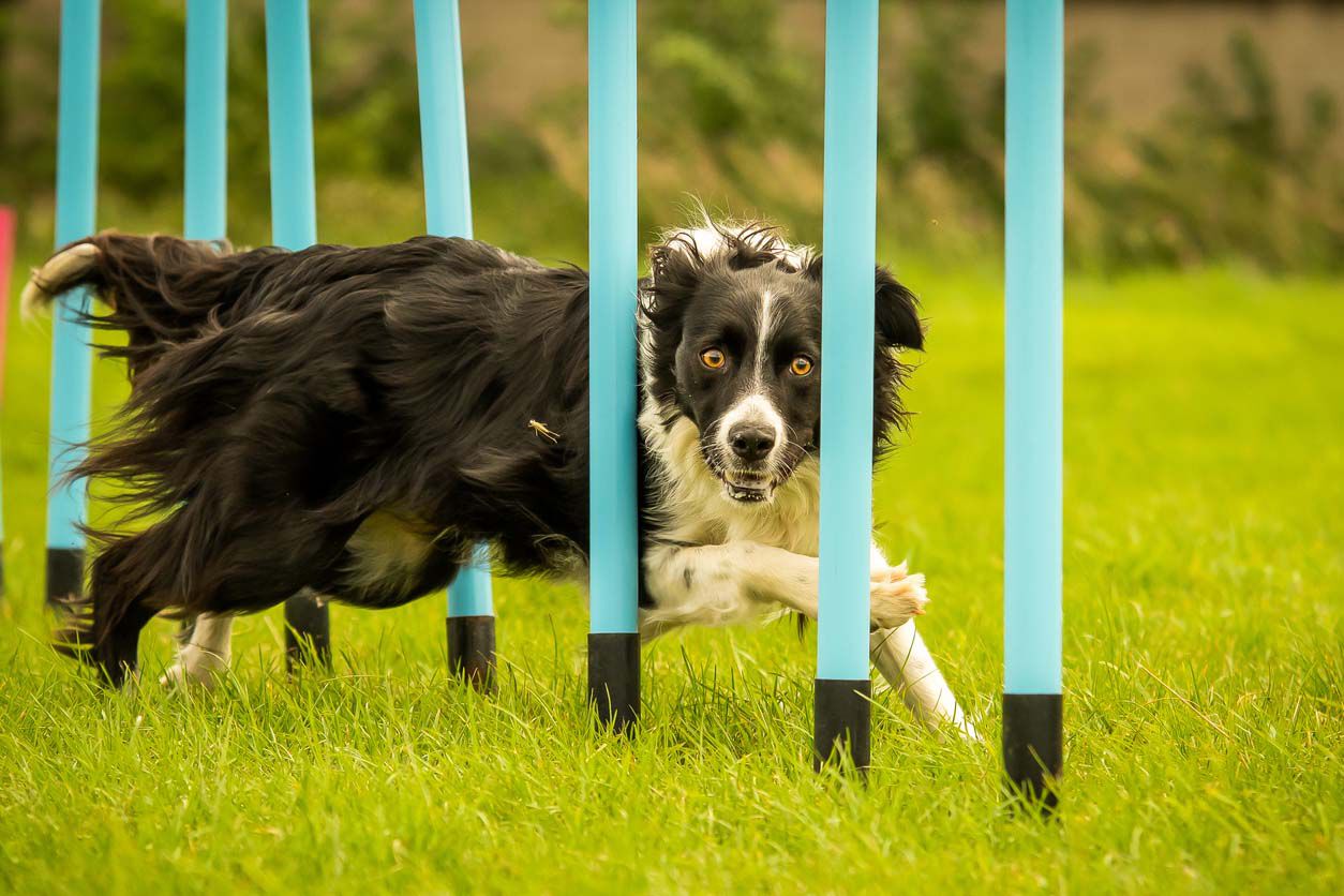 Agility: c&oacute;mo empezar con tu perro
