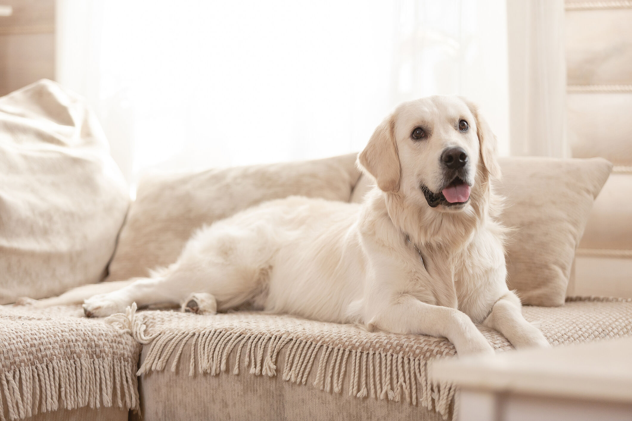 Image Link For Come abituare il cane a stare da solo in casa