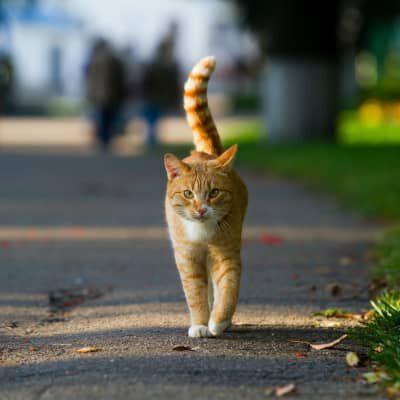 Image Link For DOPO QUANTO TEMPO UN GATTO TORNA A CASA