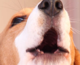 Image Link For Come insegnare al cane a non abbaiare