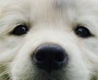Image Link For Cosa rende i  cani felici?