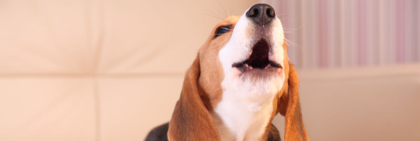 Come insegnare al cane a non abbaiare