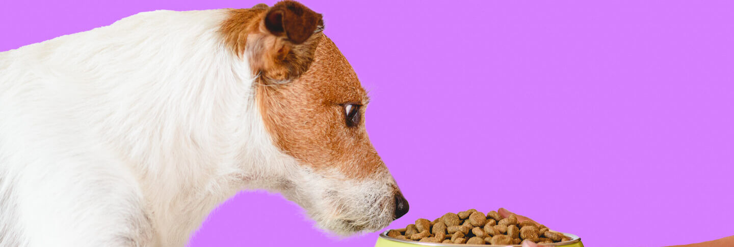 Quanto cibo dare al proprio cane?