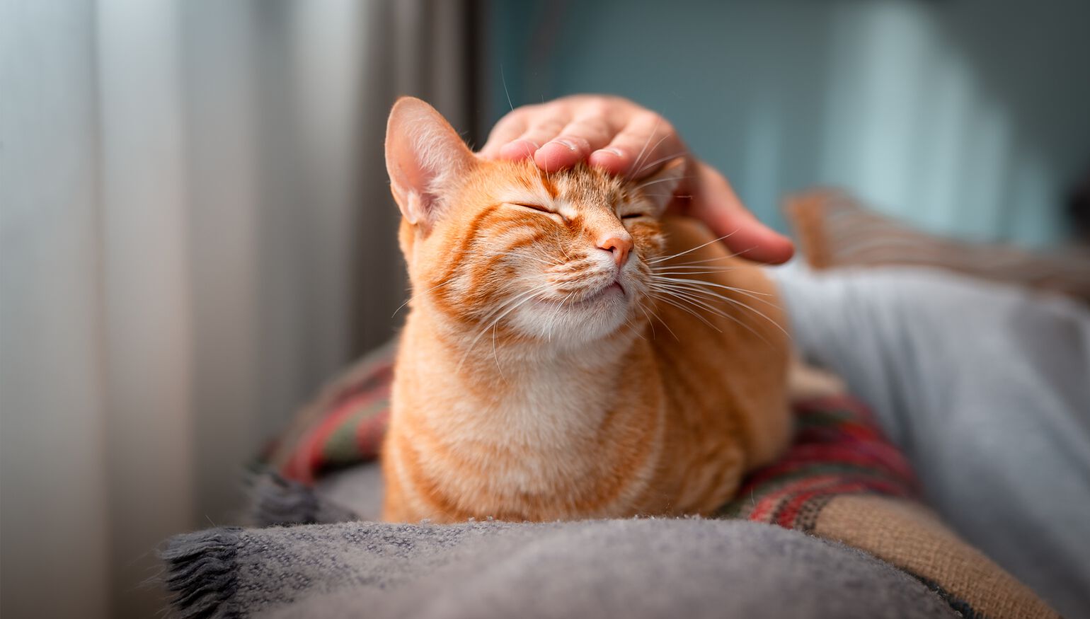 Tutto quello che c&rsquo;&egrave; da sapere sulle pensioni per gatti