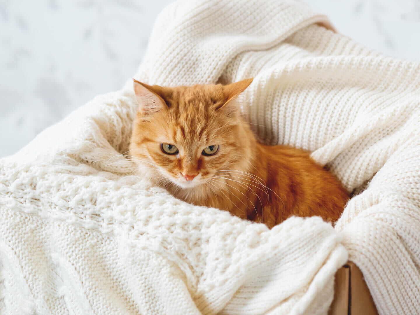 Come proteggere i gatti dal freddo