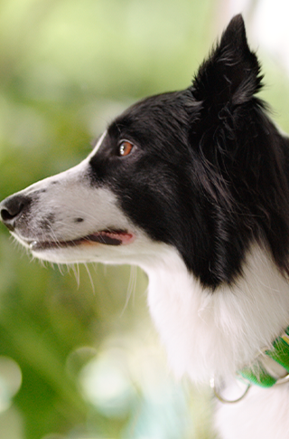 Image Link For Pet Sapiens
