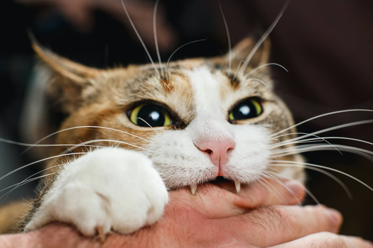 Perch&eacute; il gatto morde? Ecco come educarlo