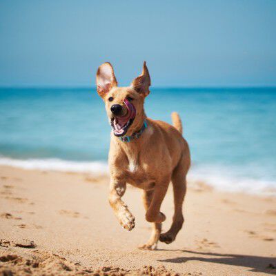 Image Link For PORTARE IL CANE IN SPIAGGIA: COME FARE?