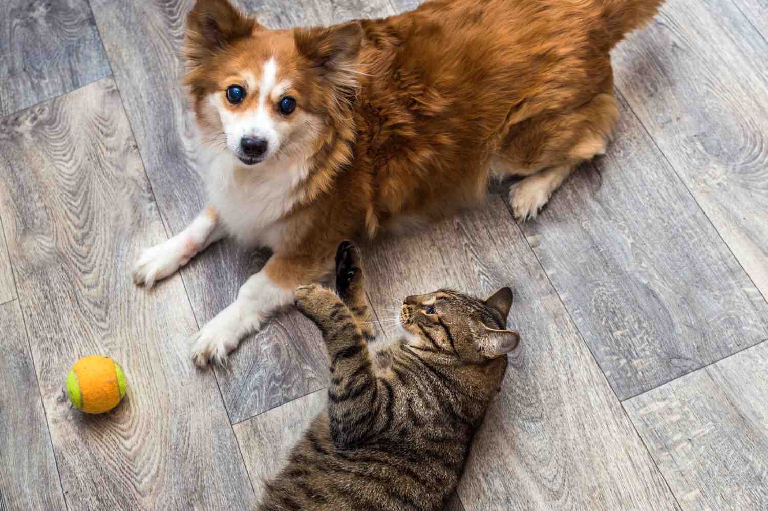 Il gatto da riporto