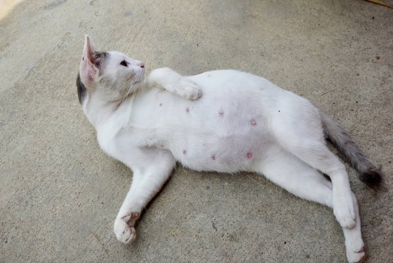 Come avviene l'accoppiamento dei gatti?