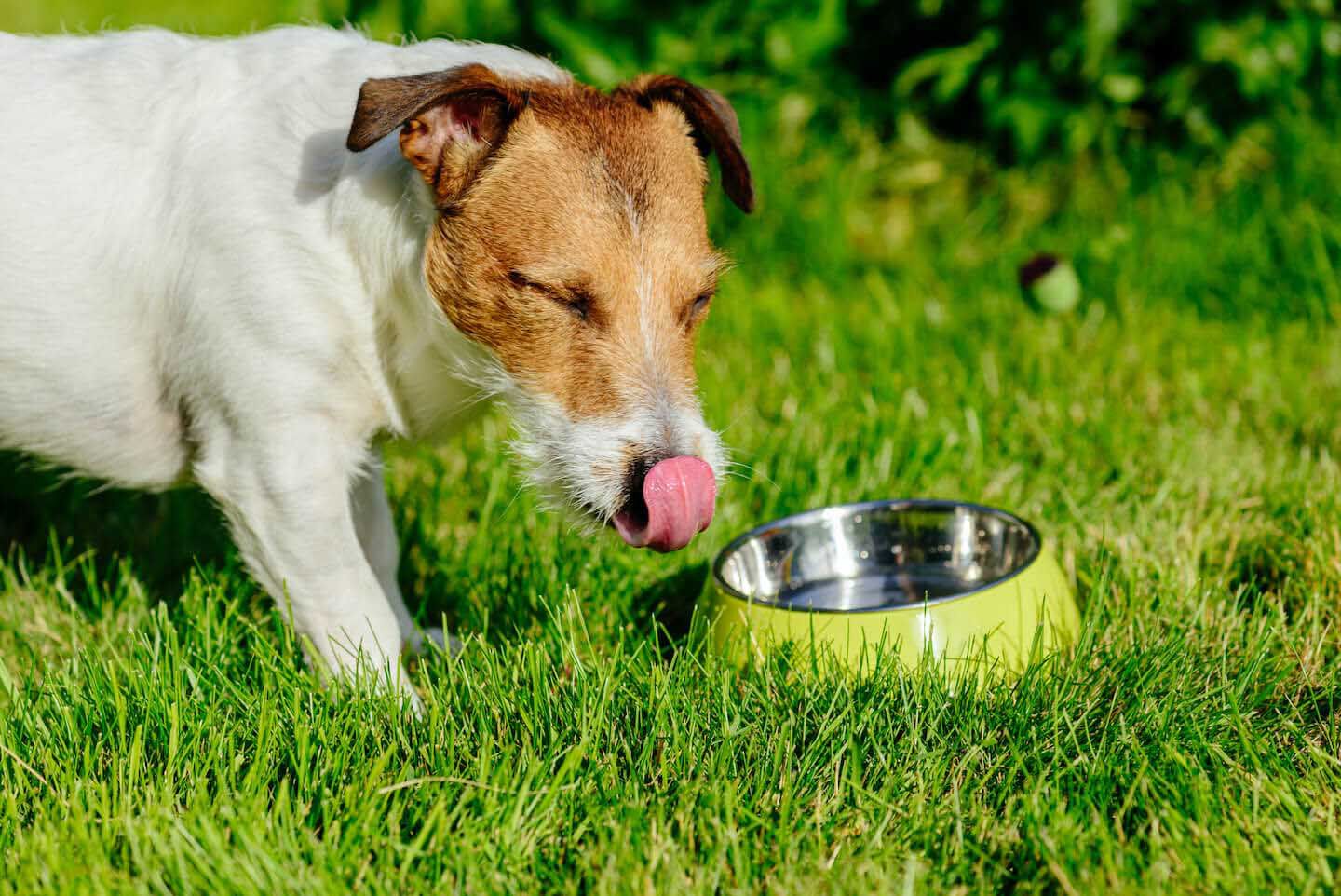 Cibo umido per cani 