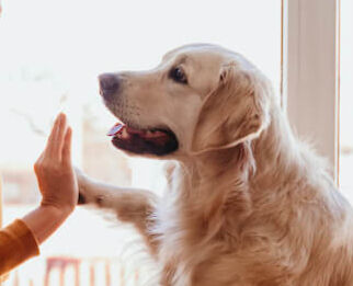Image Link For Cosa ti dice il tuo cane?