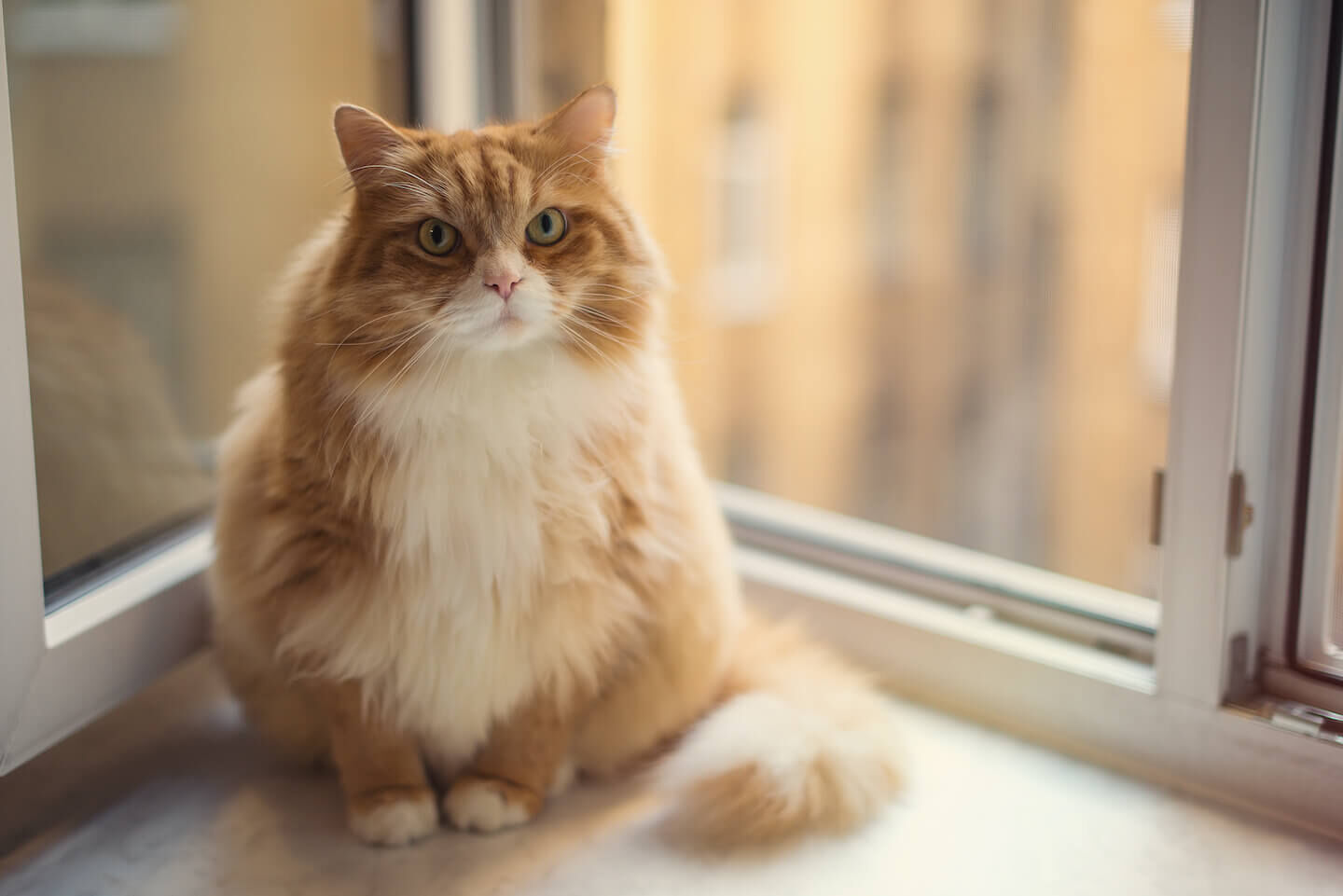 Tutto sulla sterilizzazione del gatto maschio: guida completa