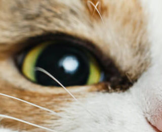 Image Link For Perch&eacute; il gatto morde? Ecco come educarlo